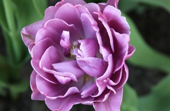 Tulip Twin headed Purple Petals
