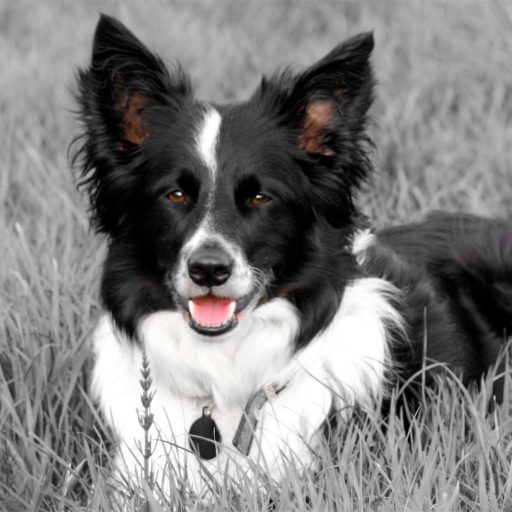 Border Collie “Meg” in Monochrome