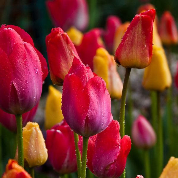 Raindrops_on_Tulips