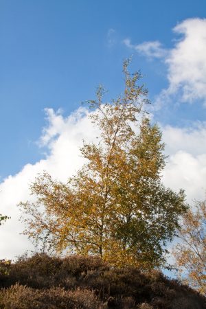Single Willow in Autumn, Farnhill Moor, North Yorkshire