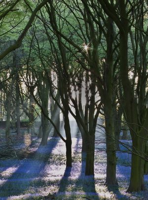 Farnhill Wood sunrise Photo Print
