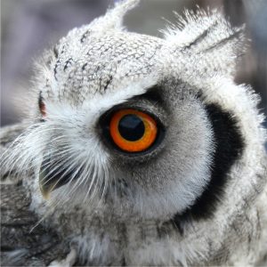 Scops Owl