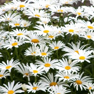 White Daisies, Mastiles Lane, Kilnsey, North Yorkshire
