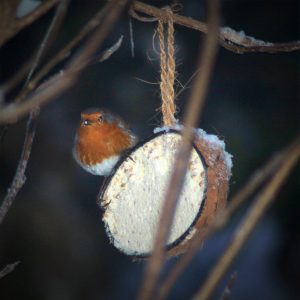 Winter Robin feeding on Coconut shell, Domestic Garden, North Yorkshire