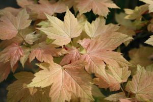 Acer Leaves Photo Print